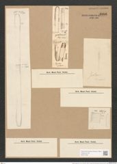 Nitzschia scalaris (Ehr.?) W. Sm. (de-Toni-Nr.: Genus 47, Species 2070) Zeichnungen Sammlung Grunow Nr. 4086 (NHMW-BOT-W0371934)